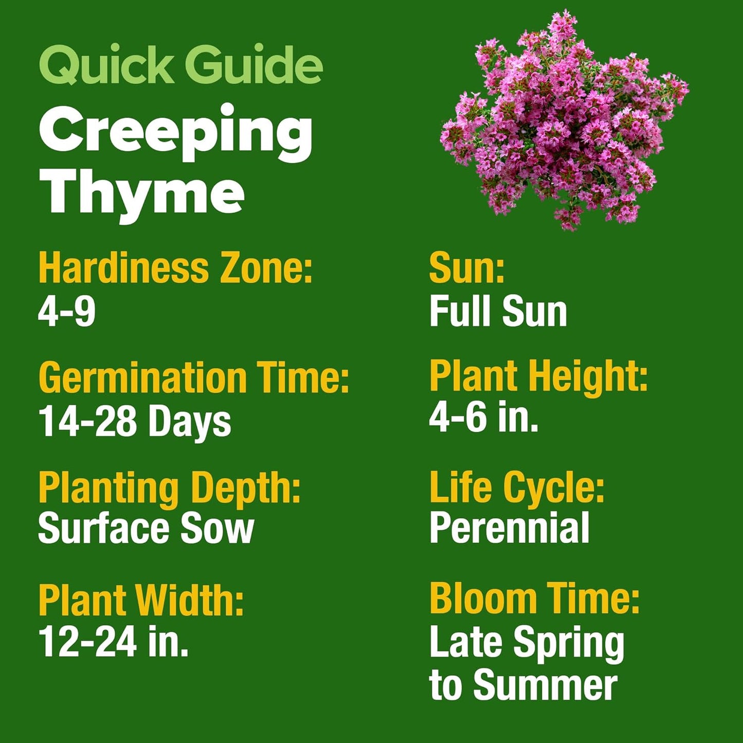 HOME GROWN Purple Creeping Thyme Seeds Non-GMO Ground Cover Flowers 22000+ Edible Herb Seeds for Planting Lawns & Paths 3g Perennial Thymus serpyllum